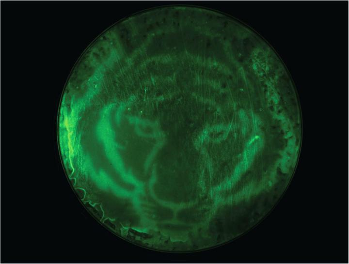 טיגריס בצלחת פטרי, Avalos Lab/Princeton University