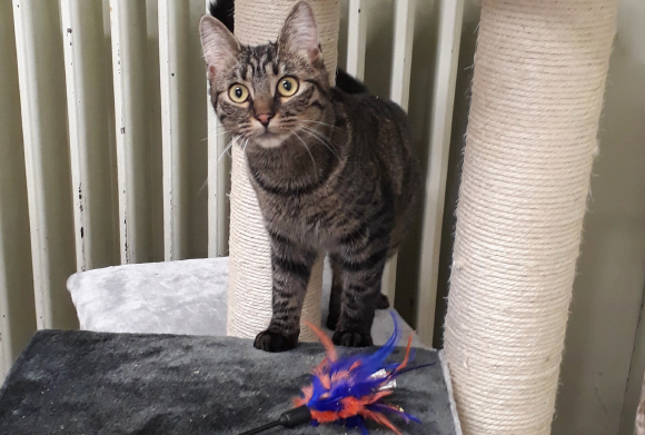 אחד החתולים שנודב למחקר | צילום: Charlotte de Mouzon