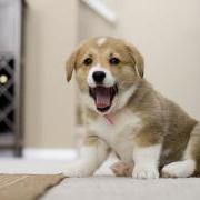  טד פו, פליקר