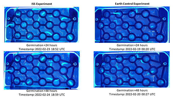 לשלוט בקצב הגדילה. זרעי חומוס בניסוי בתחנת החלל (משמאל) ובביקורת בכדור הארץ (מימין), 24 שעות אחרי הנביטה (למעלה) ו-48 שעות אחרי הנביטה (למטה) | צילום: Aviv Labs