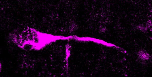 דימות במיקרוסקופ של תא אב המתמיין לתא תומך מסוג גלייה | Pinson et al., Science 2022 / MPI-CBG