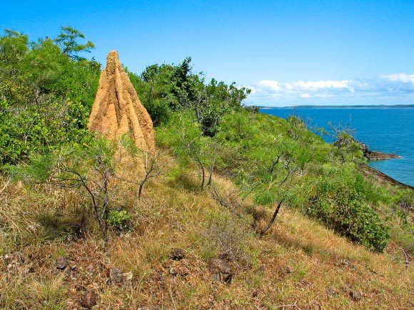 תל טרמיטים | daguimagery, Shutterstock