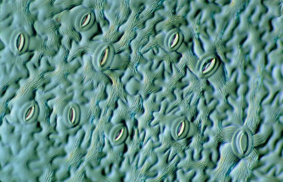 פיוניות על עלה של סמבוק שחור | Power and Syred, Science Photo Library