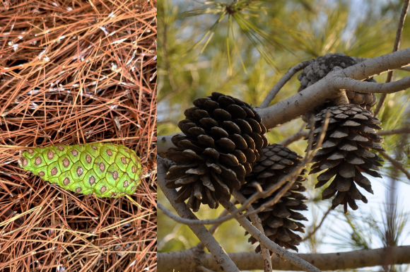 אצטרובלי אורן | Olena Sapehin, Shutterstock