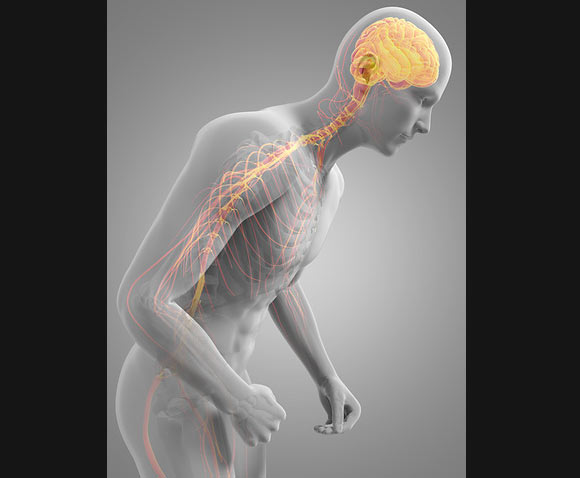 מערכת העצבים בגוף האדם | איור: SCIEPRO, Science Photo Library