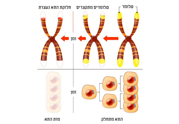 תהליך הזדקנות התא | Designua, Shutterstock