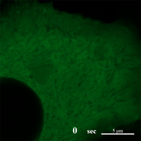 סרטון המראה את תהליך ההיווצרות של רשת החוטים החלבונית (מתוך מאמר המחקר):