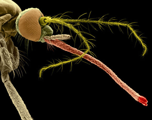 ראש יתושה במיקרוסקופ אלקטרונים | Dennis Kunkel Microscopy, Science Photo Library