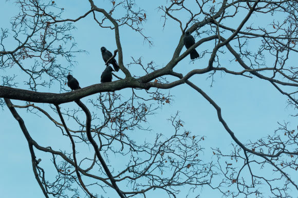 ציפורי קאק יושבות על ענפי עץ | Shutterstock, Besjunior