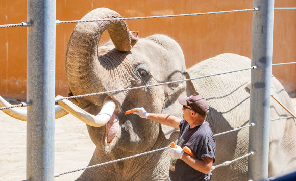 פיל בגן החיות אוכל גזרים | Kit Leong, Shutterstock