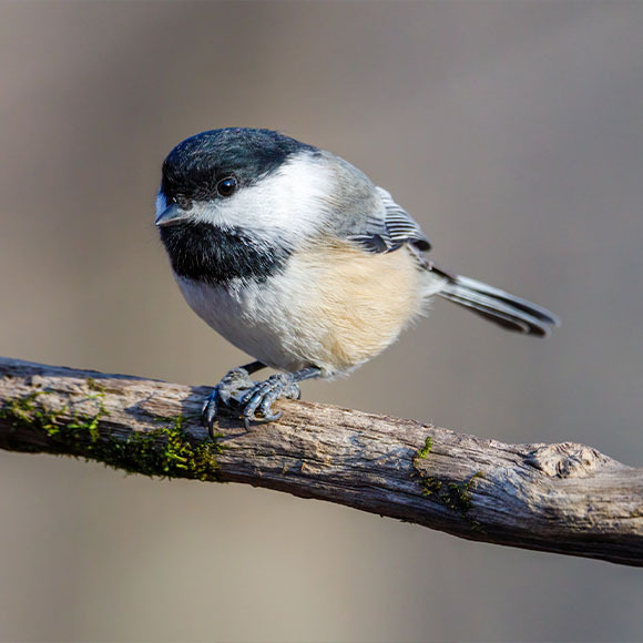 ירגזי שחור כיפה | Aaron J Hill, Shutterstock