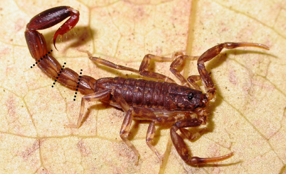 עקרב מהסוג Ananteris | ויקיפדיה, Mattoni et al. 2015, PLoS ONE