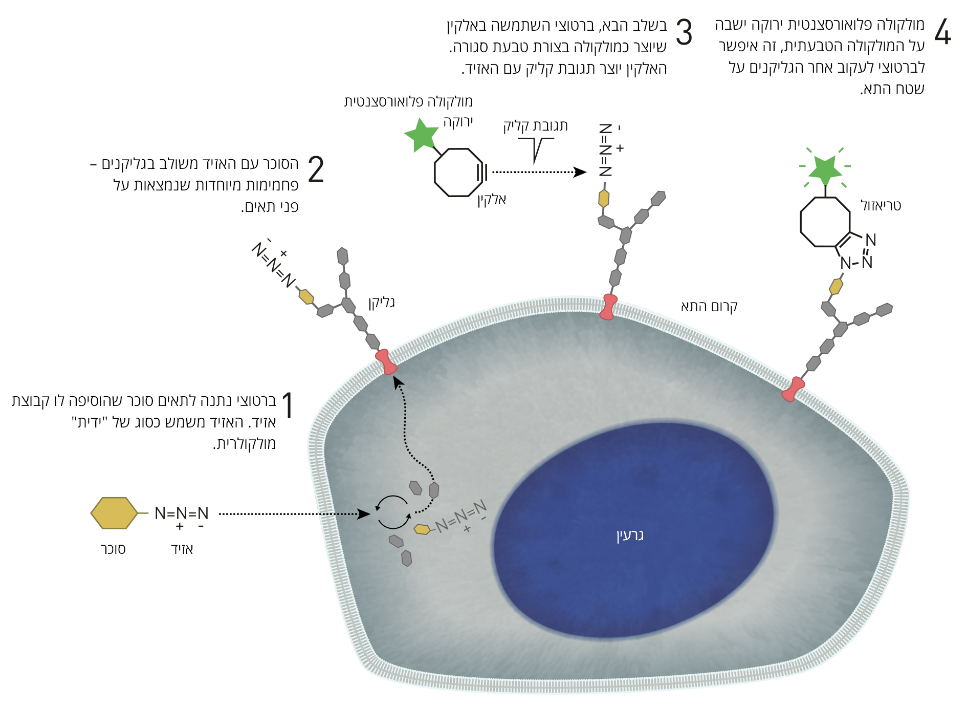 כימיה ביו-אורתוגונלית | איור: © Johan Jarnestad/The Royal Swedish Academy of Sciences