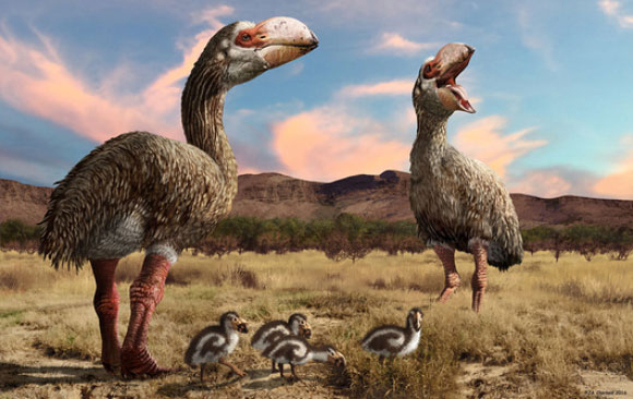 איור של זוג דרומורניס סטיטרוני עם אפרוחיהם | Jaime Chirinos, Science Photo Library