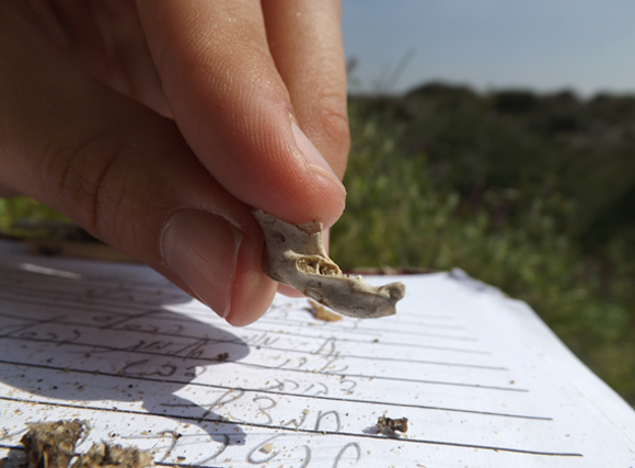 שרידי בעל חיים שמצאו מתנדבים בשטח ורשימת המינים שזוהו | צילום: איגור ארמיאץ'-שטיינפרס