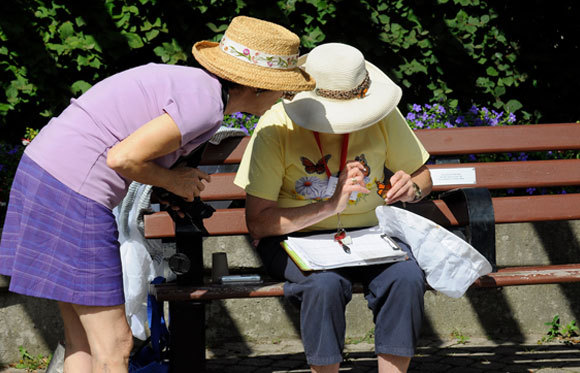 פרפר דנאית מלכותית מסומן על ידי "מדענים אזרחיים" בקנדה | צילום: Bob Hilscher, Shutterstock