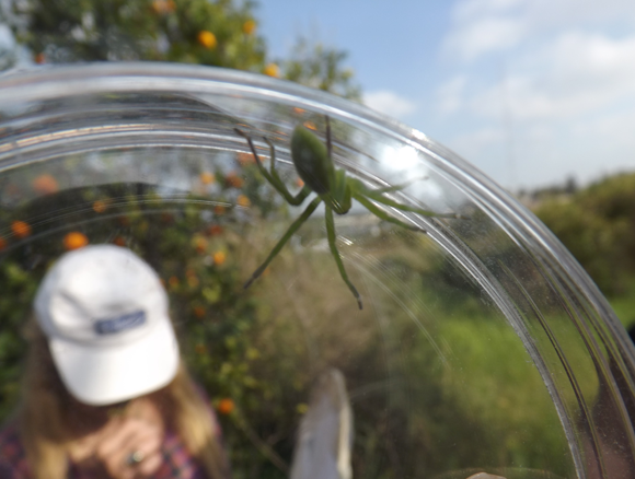 מתנדבים מזהים מברישית ירוקה שנמצאה בשטח | צילום: איגור ארמיאץ' שטיינפרס