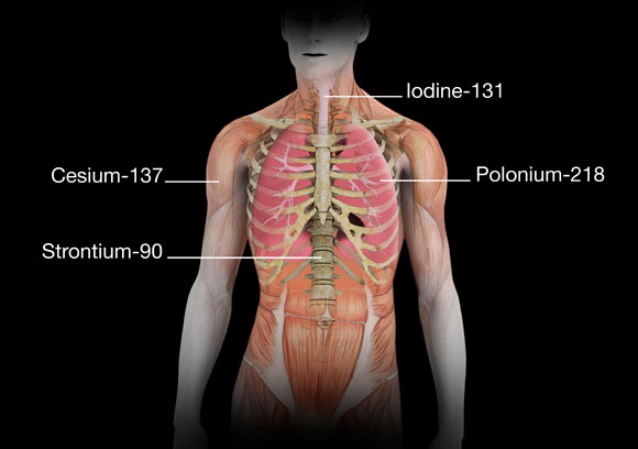 האיברים שבהם מתרכזים יסודות רדיואקטיביים שונים | איור: Science Photo Library