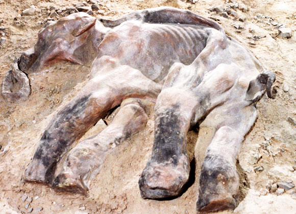  גור ממותה שהשתמר בקרח | מקור: Science Photo Library