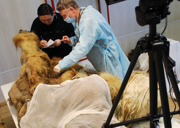 יתוח של פגר ממותה שהשתמר בקרח | צילום: Science Photo Library