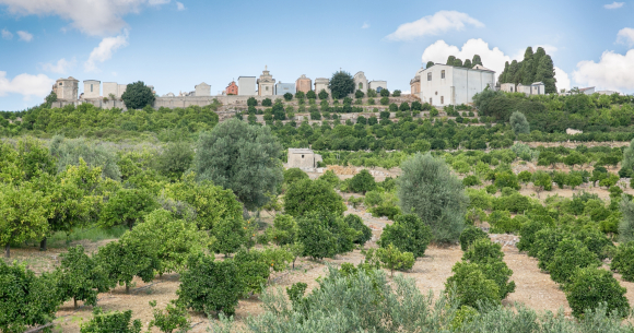 מ-740 חביות ל-2.5 מיליון תיבות תוך קצת יותר ממאה שנה. פרדס בסיציליה | צילום: Shutterstock