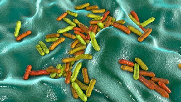 אילוסטרציה של חיידקי קוטיבקטריה | Kateryna Kon, Science Photo Library