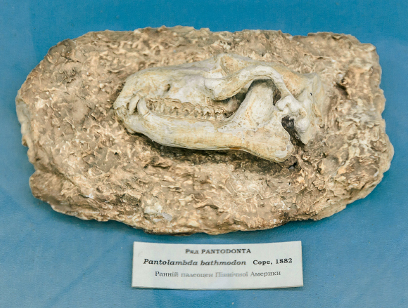 ראש מאובן של פנטולמבדה במוזיאון בקייב, אוקראינה | צילום: Andrii Zastrozhnov, Shutterstock