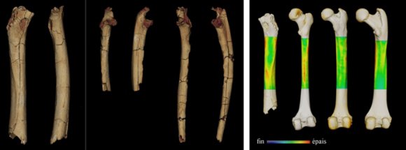 העצמות שנמצאו וניתוחים ממוחשבים שלהן | © Franck Guy / PALEVOPRIM / CNRS – University of Poitiers
