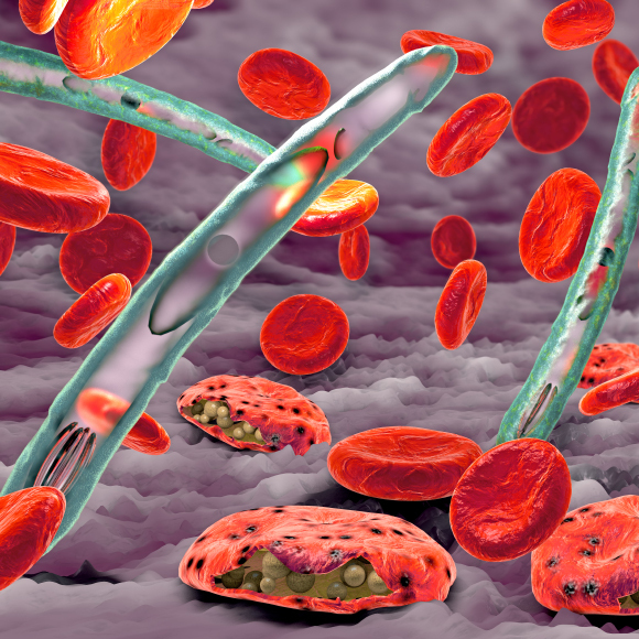 **צילום של תמונת מיקרוסקופ** הנוגדן הגן על 17 מבין 18 מהאנשים שקיבלו אותו: למרות העקיצות ונוכחות הטפיל בגופם. | צילום: DENNIS KUNKEL MICROSCOPY / SCIENCE PHOTO LIBRARY