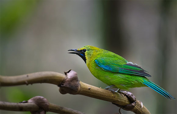 **תמונה של ציפור כחולת כנף**. צילום: Sunti, שאטרסטוק