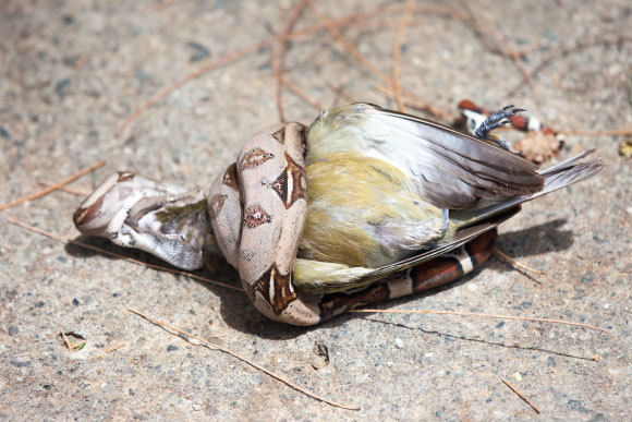 נחש בריח חונק ציפור | Victor1153, Shutterstock