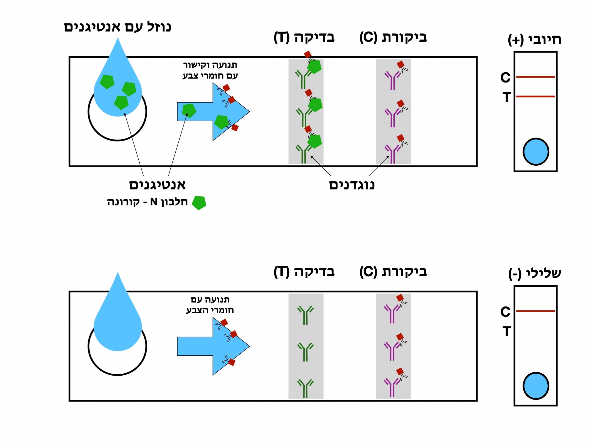 איך עובדת בדיקת אנטיגן? איור: ד"ר יובל רוזנברג