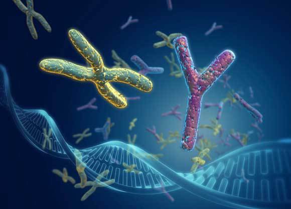 כרומוזומי המין X ו-Y | איור: Harvinder Singh, Science Photo Library