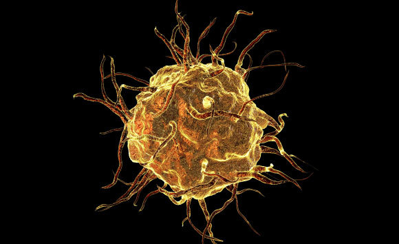 תא מקרופאג | איור: Kateryna Kon, Shutterstock