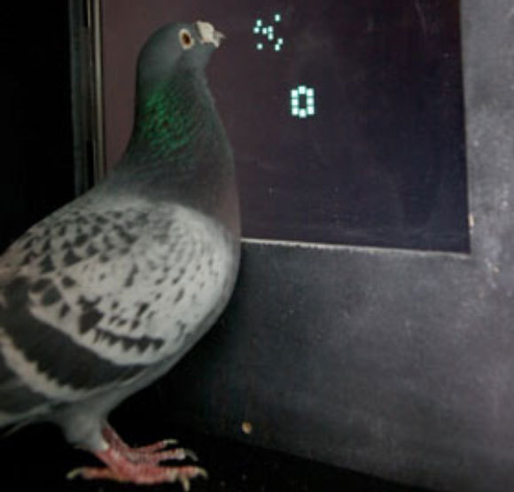 יונה במבחן | מקור: William van der Vliet