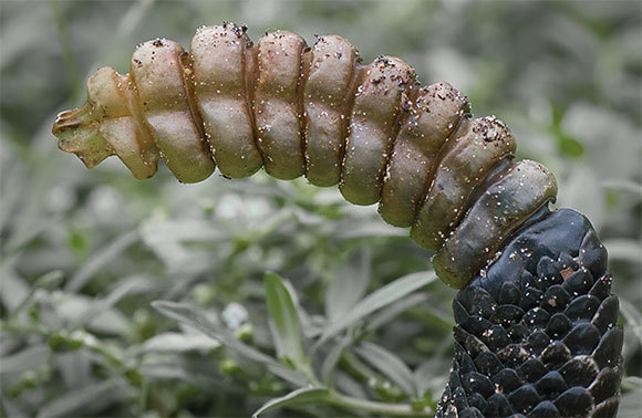 תקריב של הרעשן של עכסן אימתן | צילום: Chase D'animulls, Shutterstock