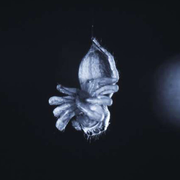 עכביש ישן מהמחקר | Daniela C. Roessler