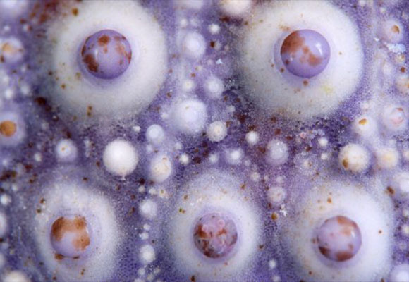 שלד של קיפוד ים | Angel Fitor, Science Photo Library