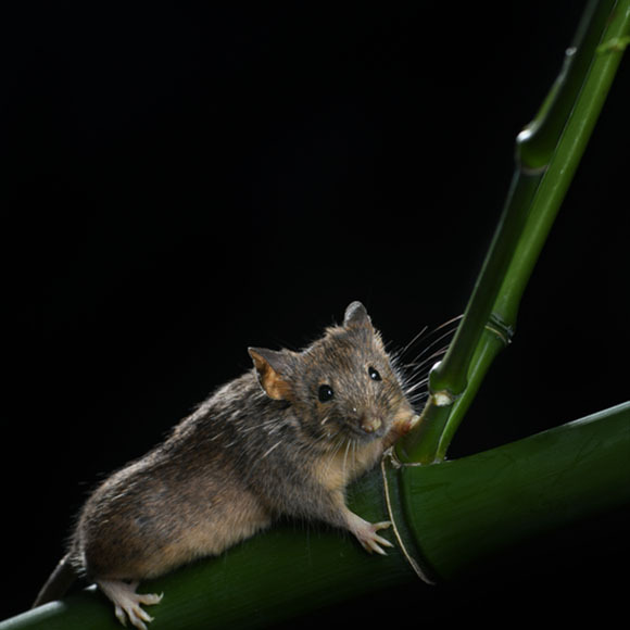 אחד העכברים המהונדסים | צילום: Wang Qiang
