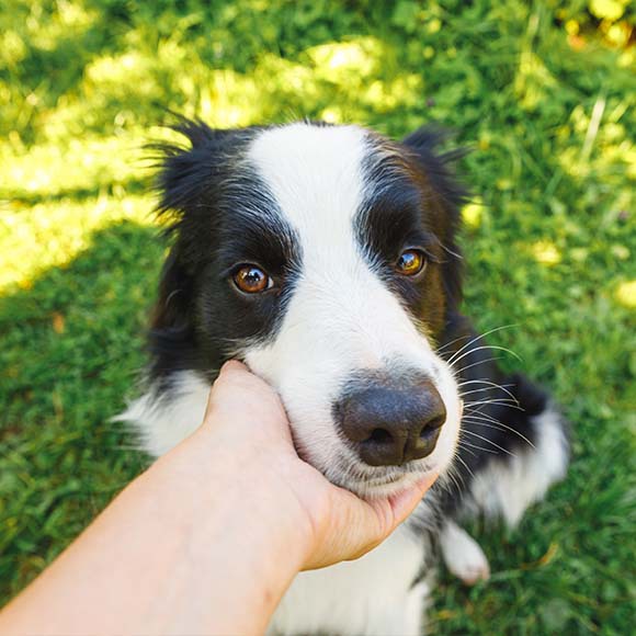 כלב בורדר קולי | Shutterstock, Julia Zavalishina