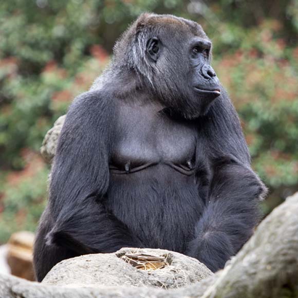 סוקארי הגורילה בגן החיות של אטלנטה | מקור: Zoo Atlanta, CC-BY 4.0