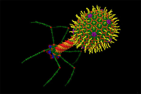 מודל של פאג' שתוקף חיידקי אשרכיה קולי (E.coli) | מקור: Dr. Victor Padilla-Sanchez, Phd / Washington Metropolitan University / Science Photo Library