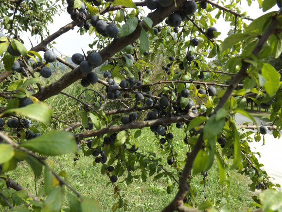 עצי שזיף באיטליה | איגור ארמיאץ' שטיינפרס