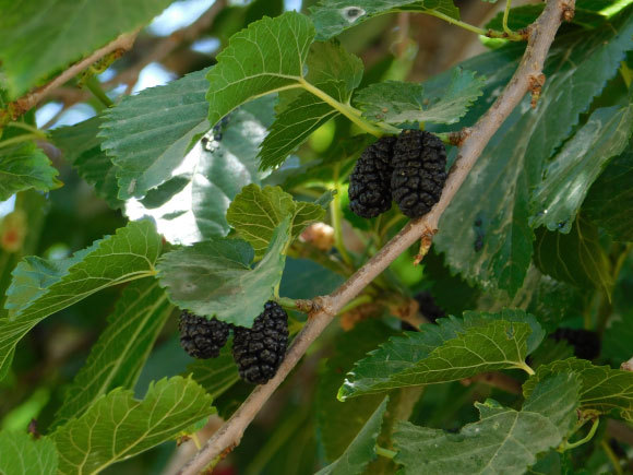 תות לבן בראשון לציון | איגור ארמיאץ' שטיינפרס