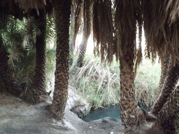 עצי תמר סביב עין פלוטית, בדרום ים המלח | איגור ארמיאץ' שטיינפרס