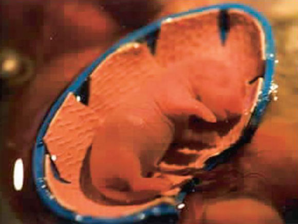 עובר של חולדה באמבט דמוי-רחם | צילום מתוך מאמר המחקר של Ronca et al