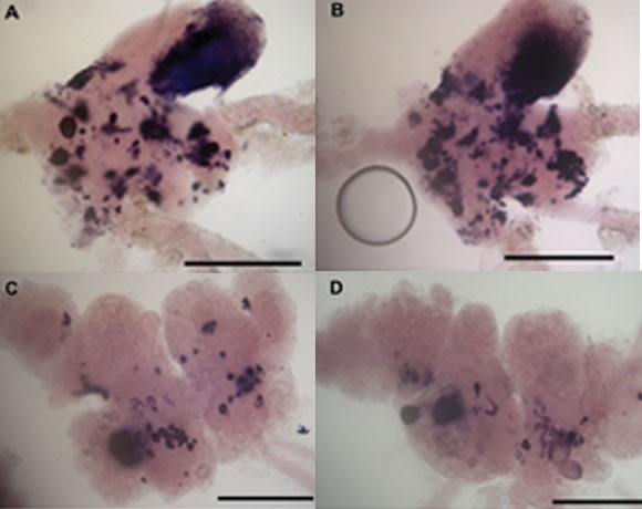 תאי עצב צבועים בחלזונות שהיו בחלל | צילום מתוך מאמר המחקר Balaban et al