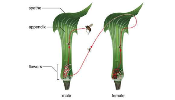 פרח אריסמה זכר (שמאל) ונקבה (ימין) | איור: Hiroki Nishigaki, מתוך מאמר המחקר