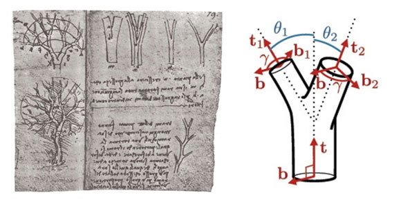  המחשה לטענתו של לאונרדו לגבי העובי של ענפים – העובי של ענף שווה לסכום העוביים של הענפים המתפצלים ממנו | מקור: Christophe Eloy © 2011 American Physical Society משמאל: דף ממחברתו של לאונרדו המתאר את הטענה 