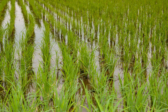 דגן האורז | GrooveZ, Shutterstock